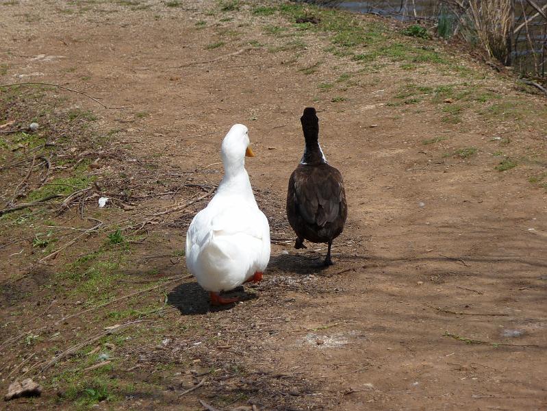 Duck walk.JPG